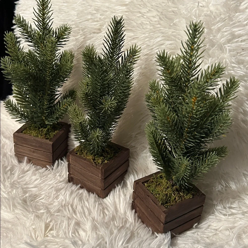 Set of Three Miniature Pine Trees in Wooden Boxes from Target